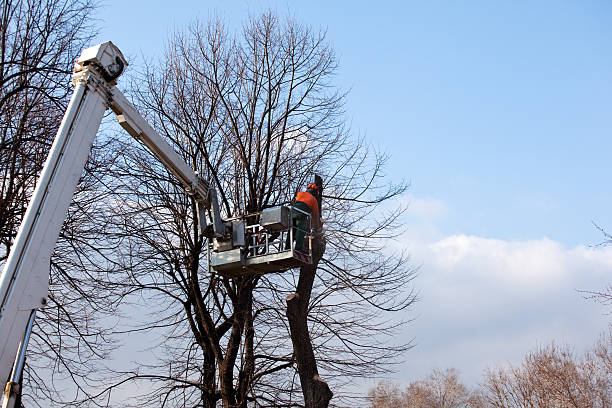 Best Fruit Tree Pruning  in Anderson, SC